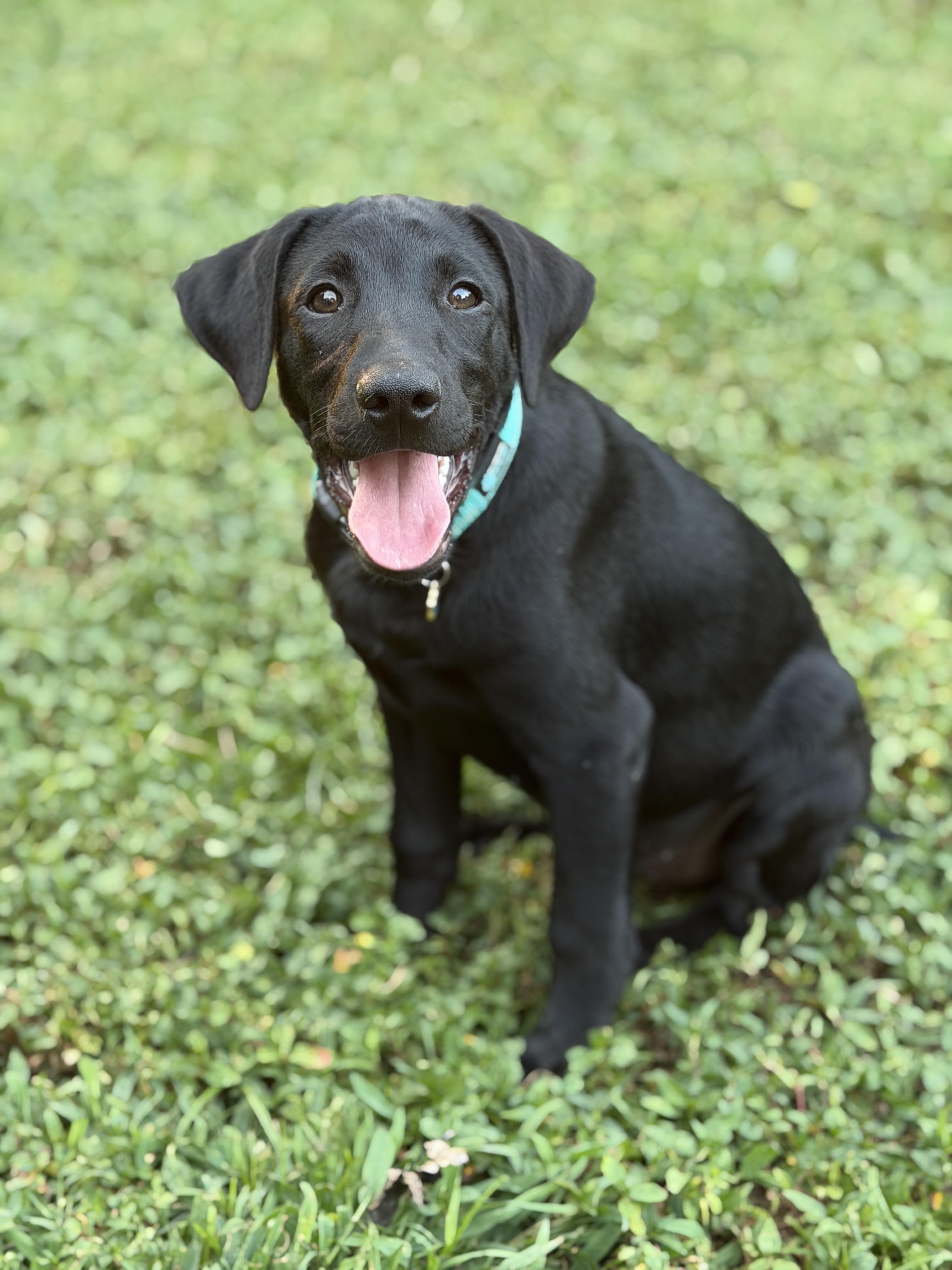Enlarge Jack, a ADOPTABLE mixed breed in Jeffersonville, IN image 4/6