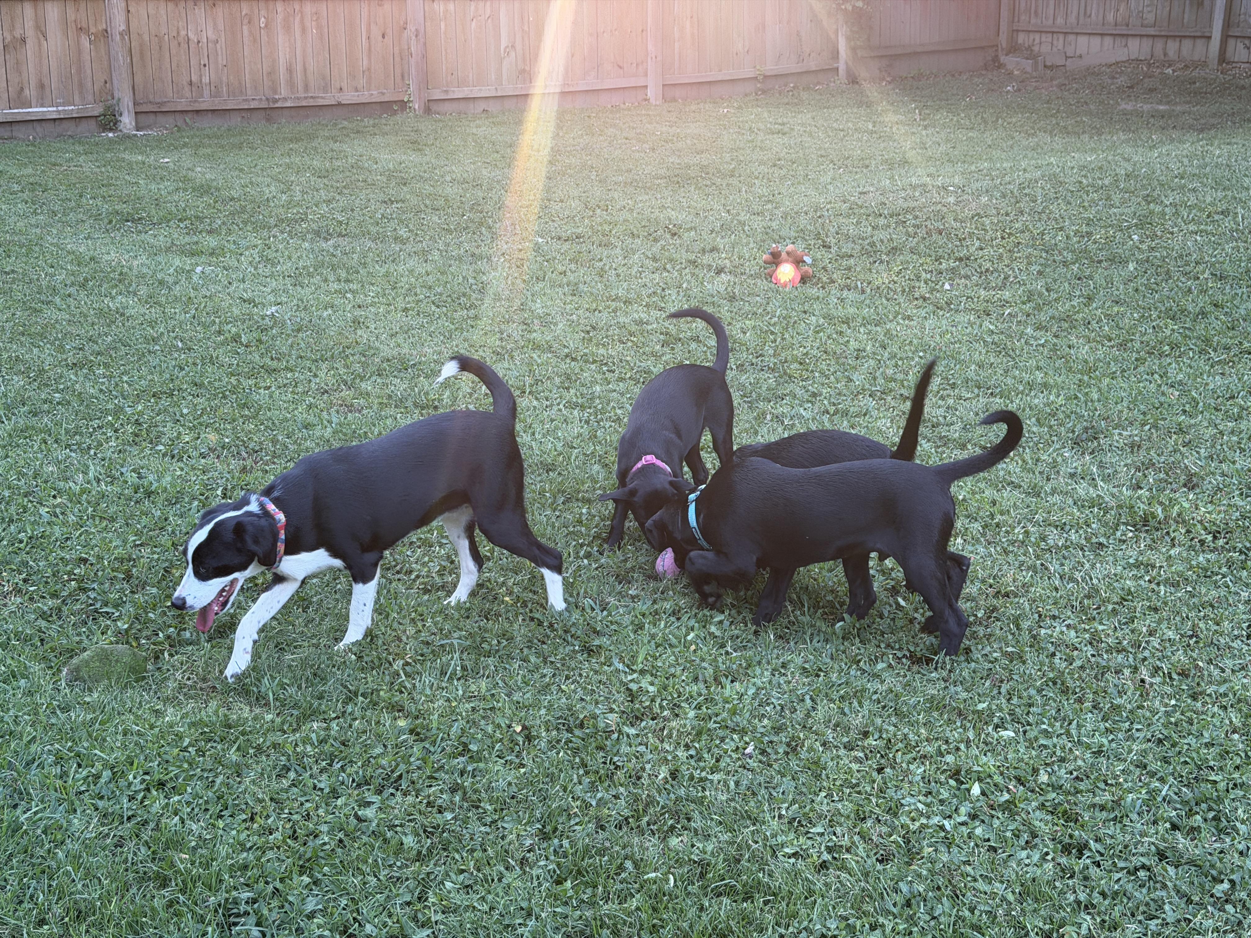Enlarge Jack, a ADOPTABLE mixed breed in Jeffersonville, IN image 2/6