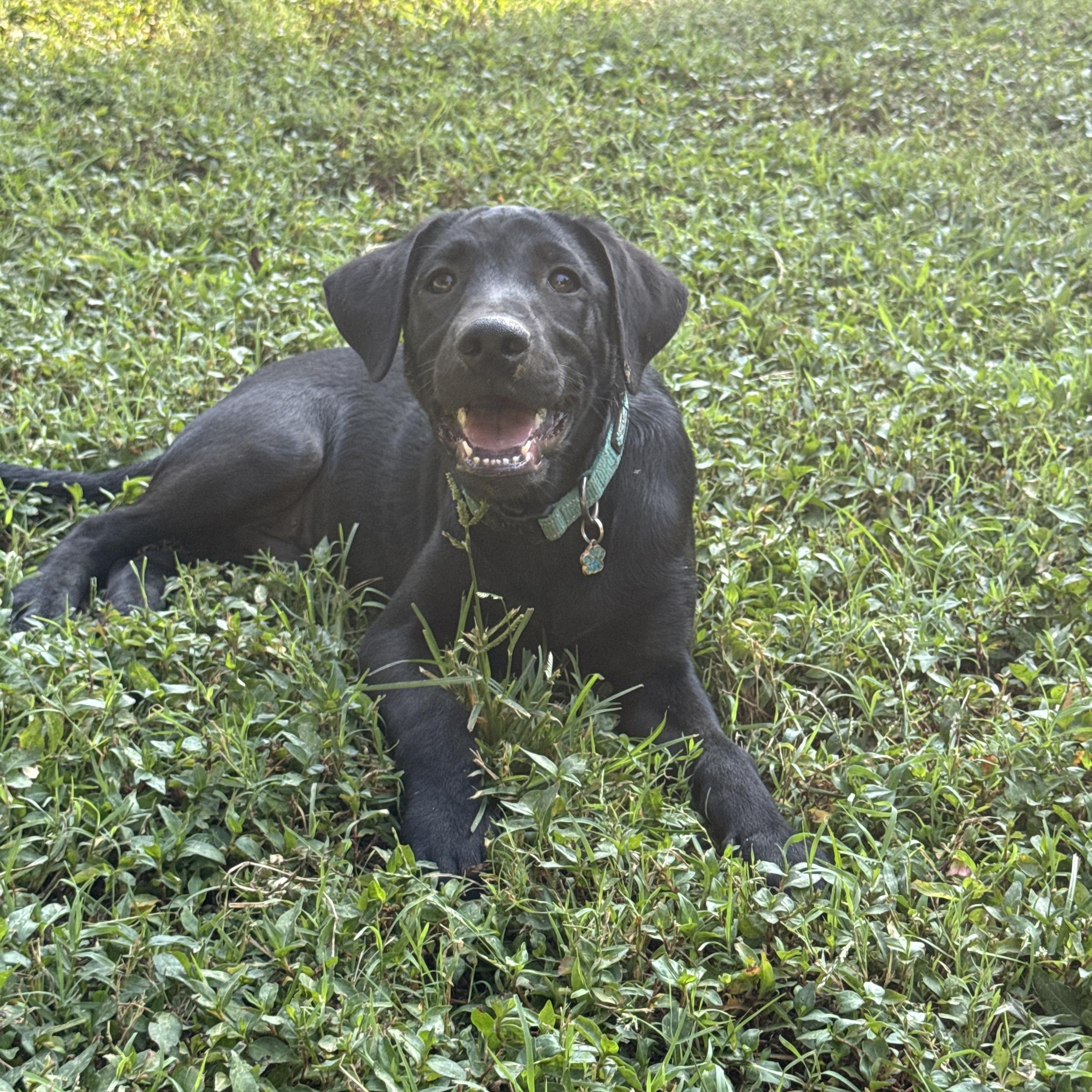 Enlarge Jack, a ADOPTABLE mixed breed in Jeffersonville, IN image 6/6