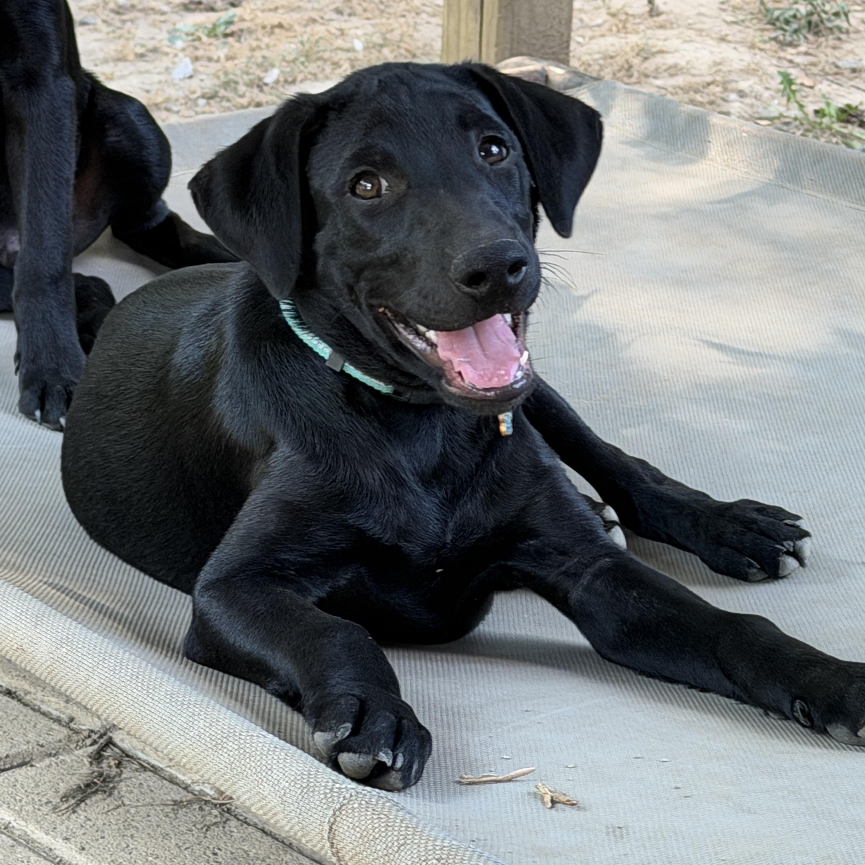 Jack, ADOPTABLE, Puppy Male Labrador Retriever.