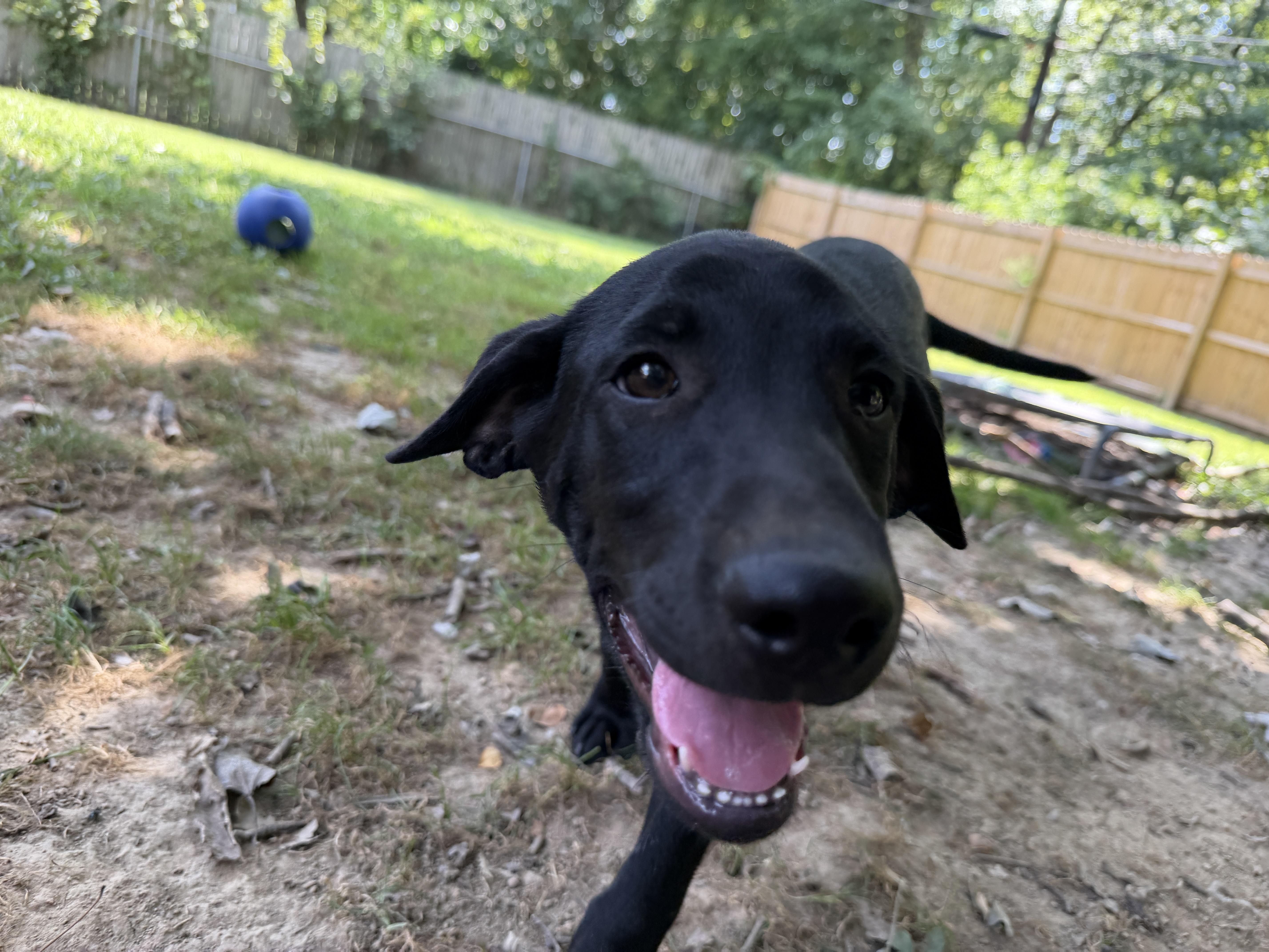 Enlarge Jack, a ADOPTABLE mixed breed in Jeffersonville, IN image 3/6