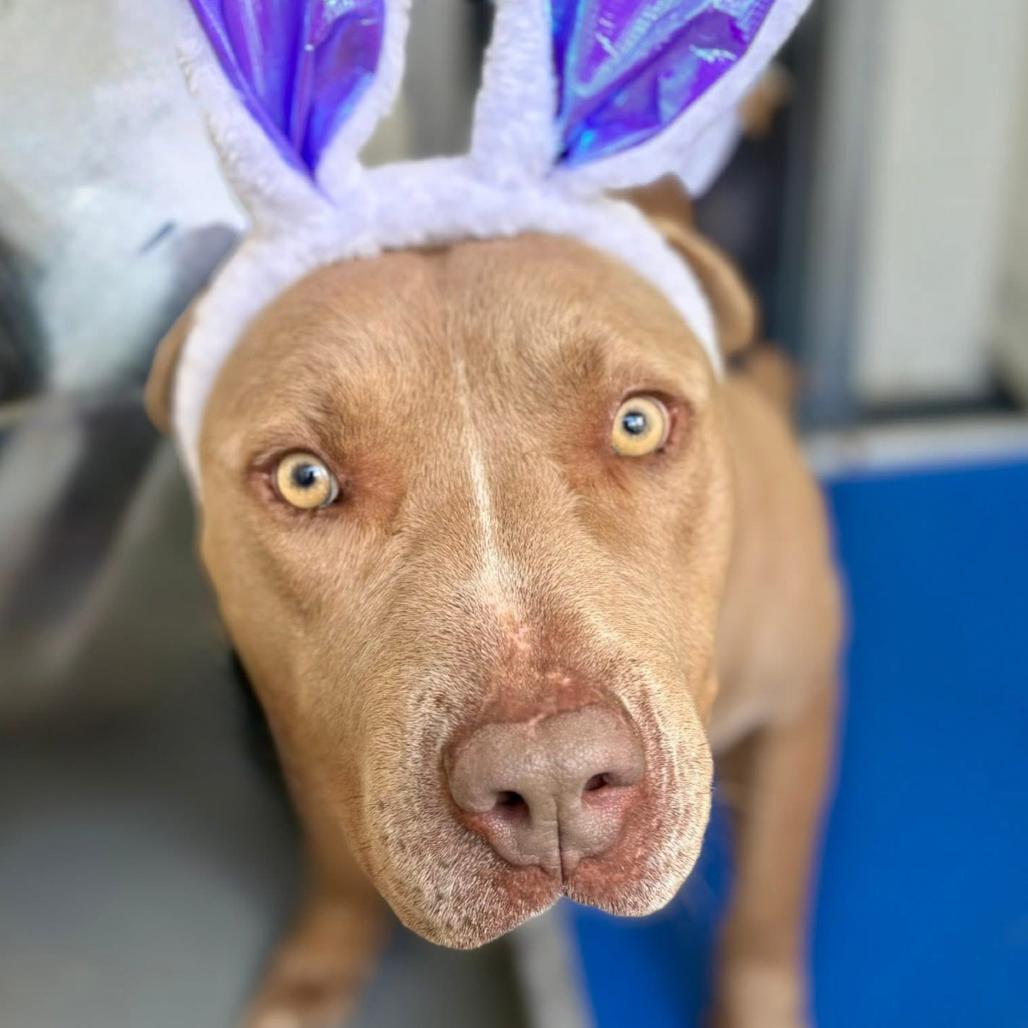 Enlarge Mouse, a Adoptable mixed breed in Marshall, TX image 1/5