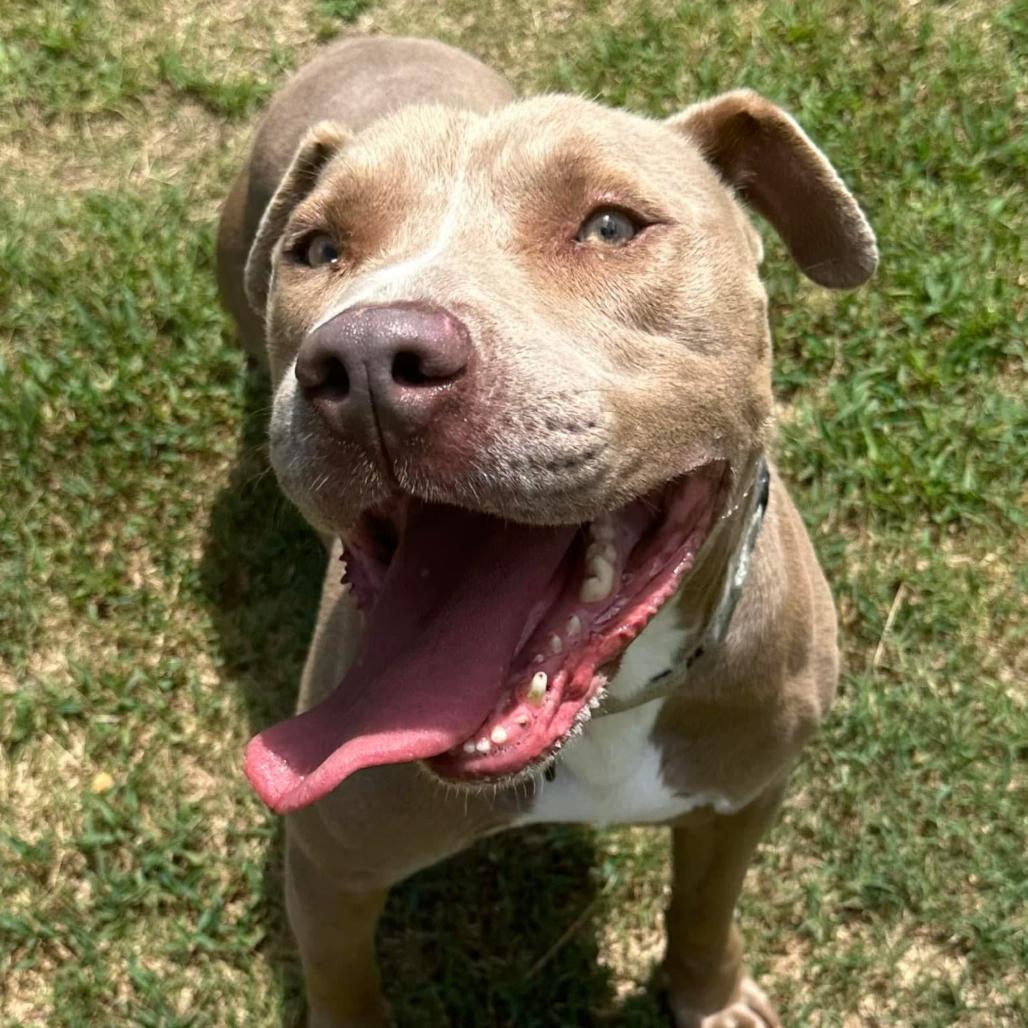 Enlarge Mouse, a Adoptable mixed breed in Marshall, TX image 2/5