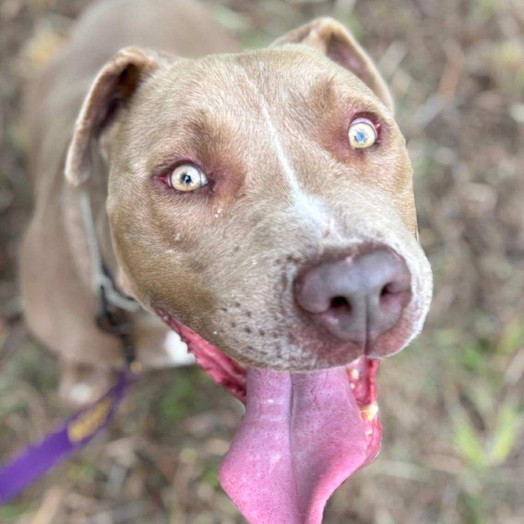 Enlarge Mouse, a Adoptable mixed breed in Marshall, TX image 3/5
