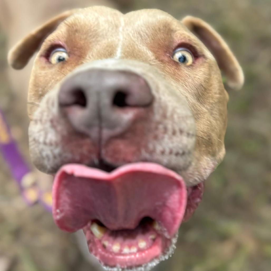 Enlarge Mouse, a Adoptable mixed breed in Marshall, TX image 4/5