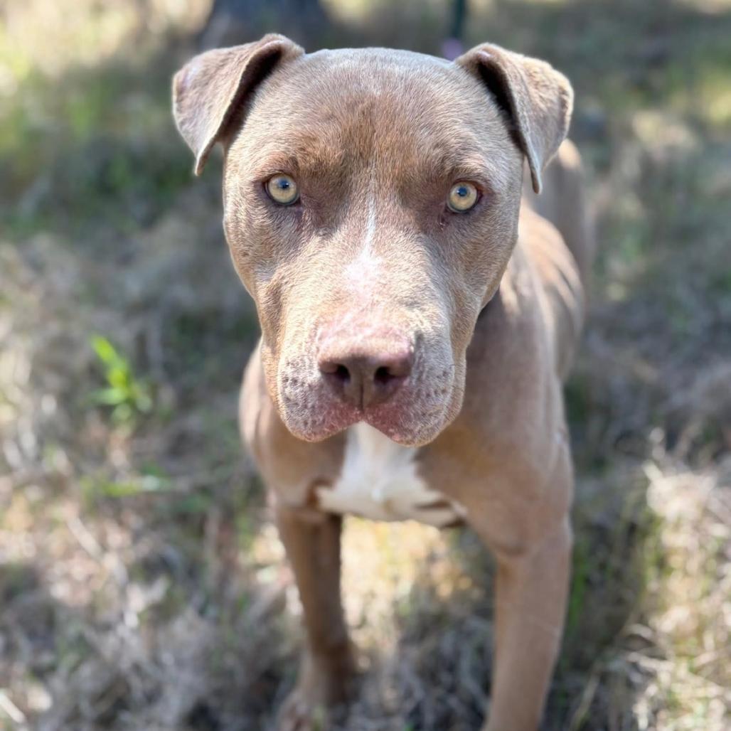 Enlarge Mouse, a Adoptable mixed breed in Marshall, TX image 5/5