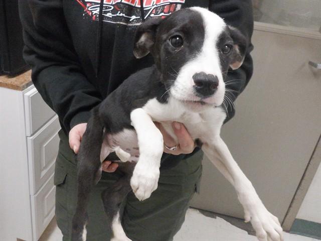 ROCCO, Adoptable, Puppy Male Border Collie & Mixed Breed.