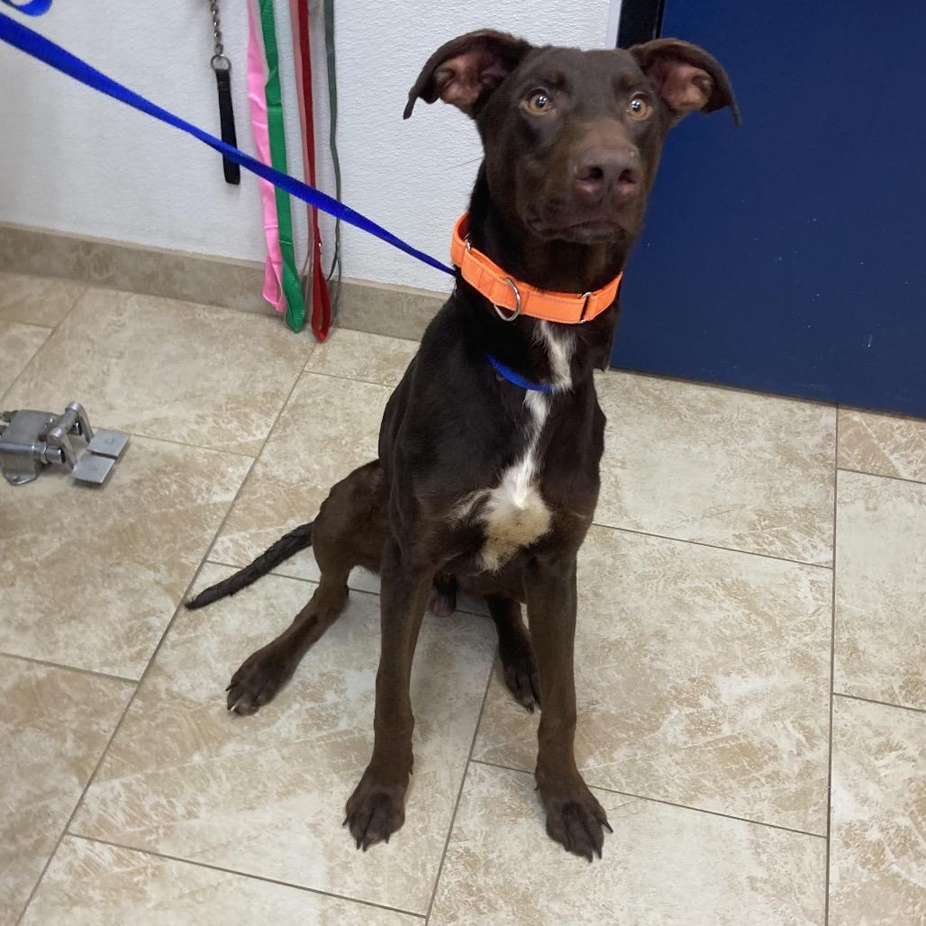 Mulch, Adoptable, Adult Male Doberman Pinscher & Mixed Breed.