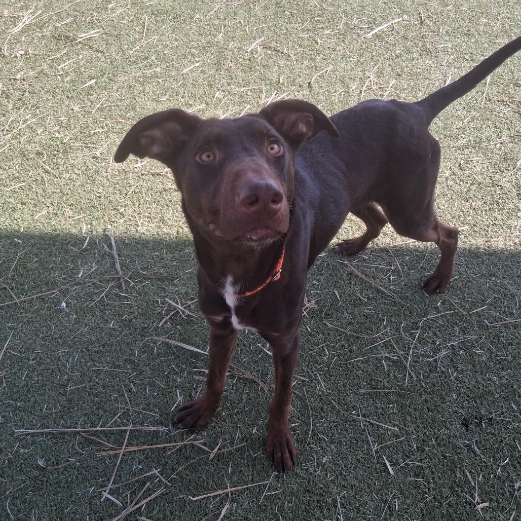 Enlarge Mulch, a Adoptable mixed breed in Galveston, TX image 2/6