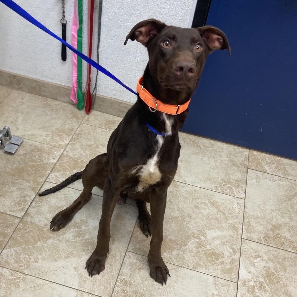 Enlarge Mulch, a Adoptable mixed breed in Galveston, TX image 3/6