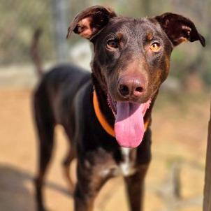 Enlarge Mulch, a Adoptable mixed breed in Galveston, TX image 4/6