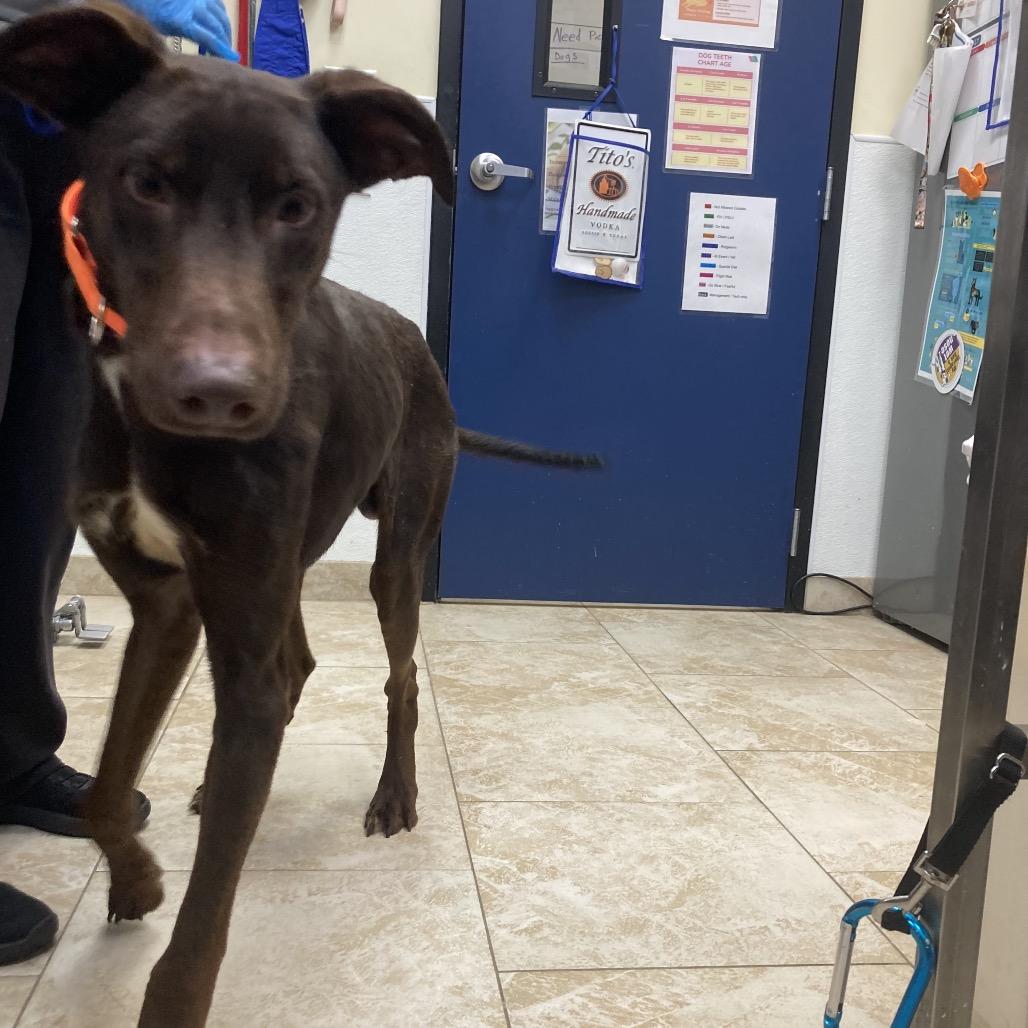 Enlarge Mulch, a Adoptable mixed breed in Galveston, TX image 5/6