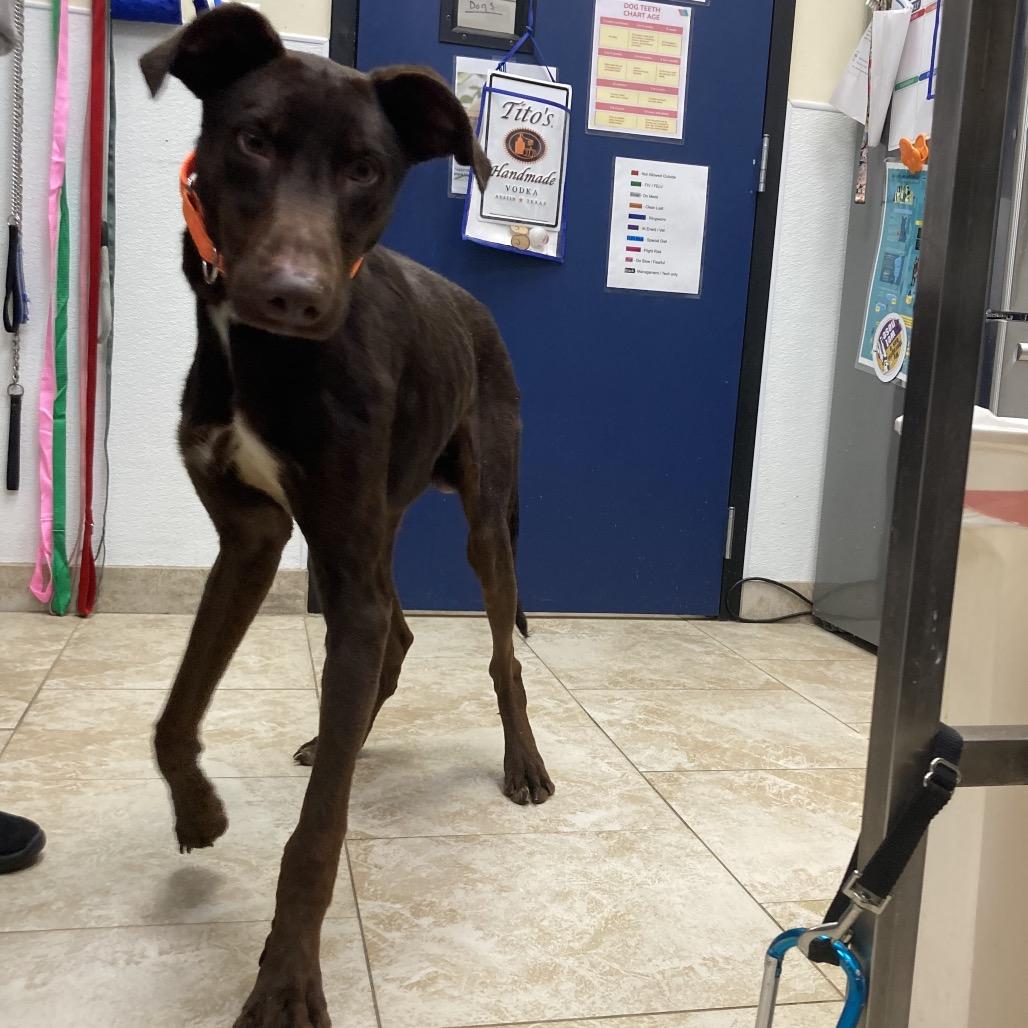 Enlarge Mulch, a Adoptable mixed breed in Galveston, TX image 6/6