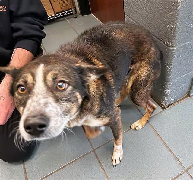 GUMMY BEAR, Adoptable, Adult Female Mixed Breed.