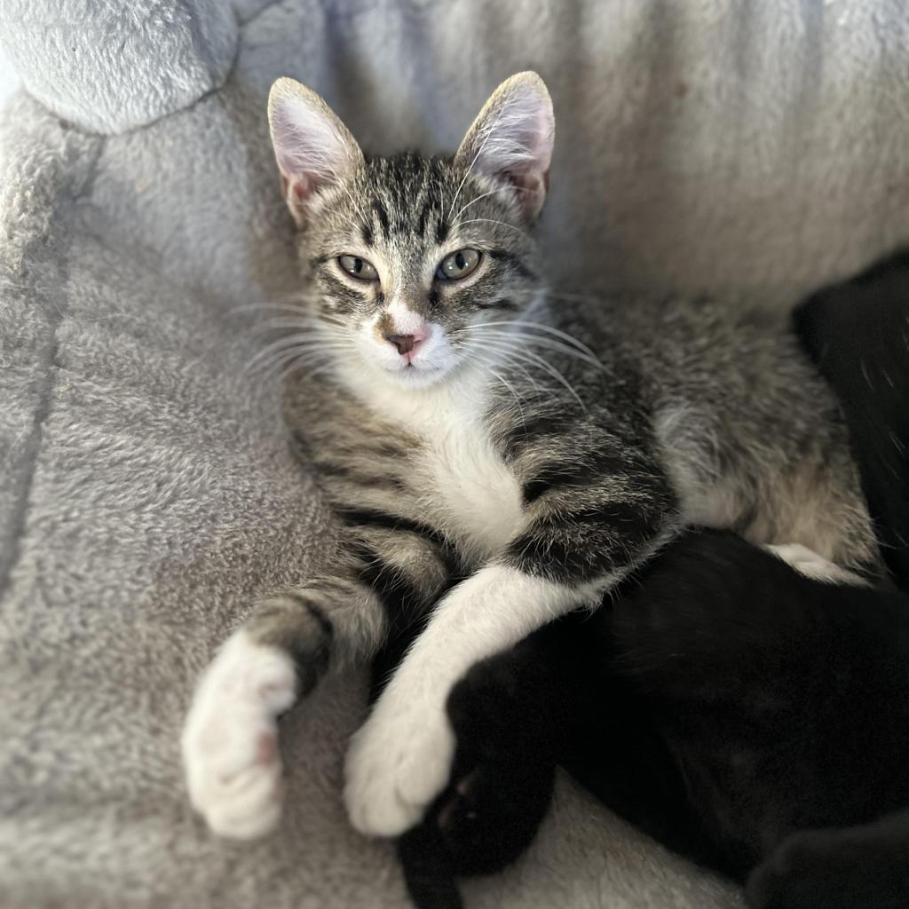 Enlarge Crash, a Adoptable Domestic Short Hair in Colorado Springs, CO image 1/6