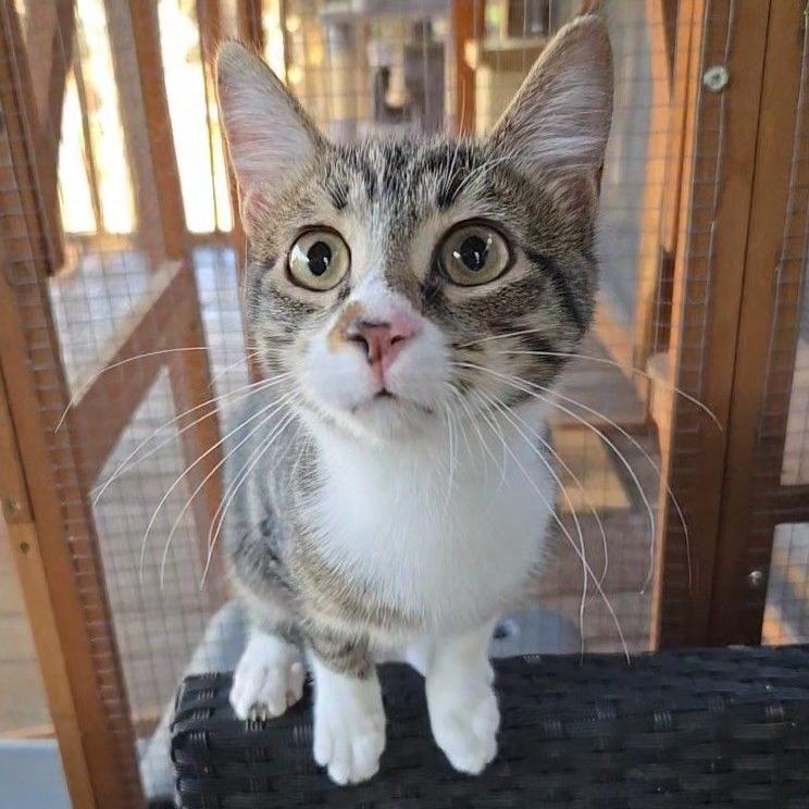 Enlarge Crash, a Adoptable Domestic Short Hair in Colorado Springs, CO image 5/6