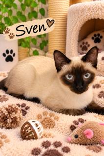 Sven, Adoptable, Young Male Siamese.