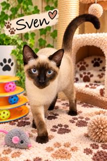 Enlarge Sven, a Adoptable Siamese in Oakland Park, FL image 2/3