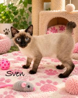 Enlarge Sven, a Adoptable Siamese in Oakland Park, FL image 3/3