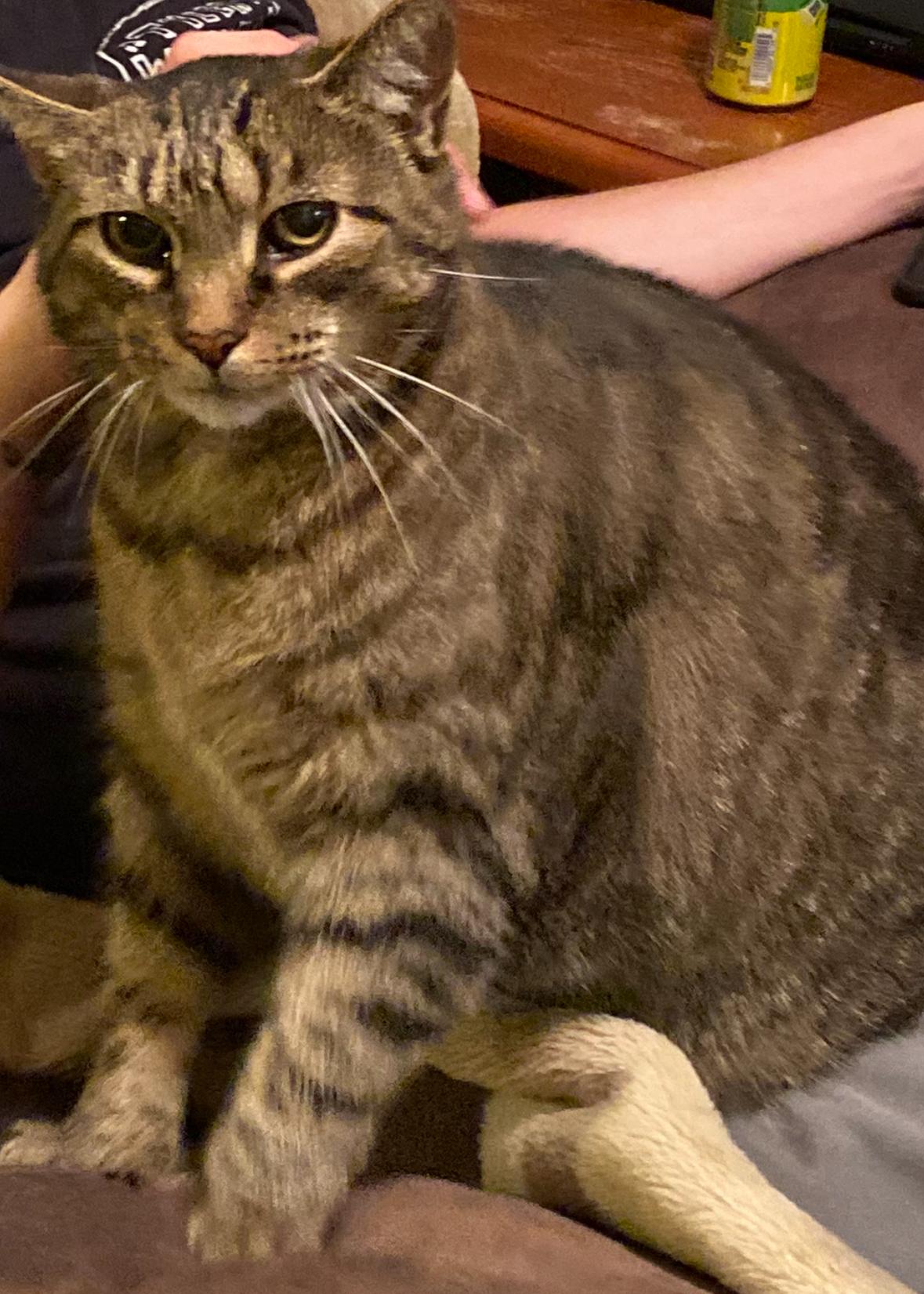 Enlarge KayCee, a Adoptable Domestic Short Hair in Burke, NY image 1/1