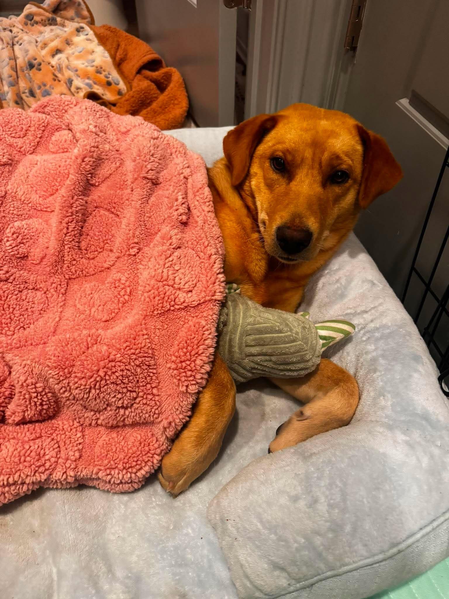 Butters, Adoptable, Adult Female Labrador Retriever.