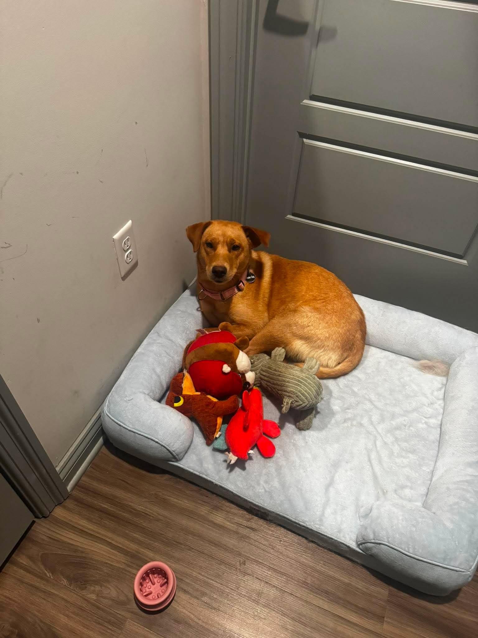 Butters, a Adoptable Labrador Retriever in Mount Pleasant, SC image 2/3