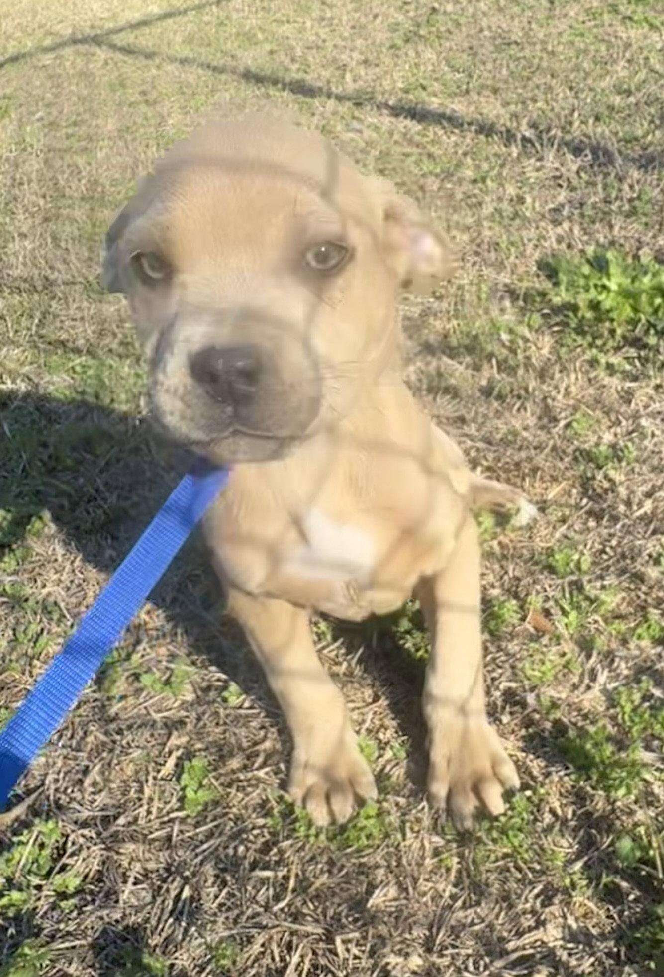 Pascal, a Adopted mixed breed in Tarrytown, GA image 1/3