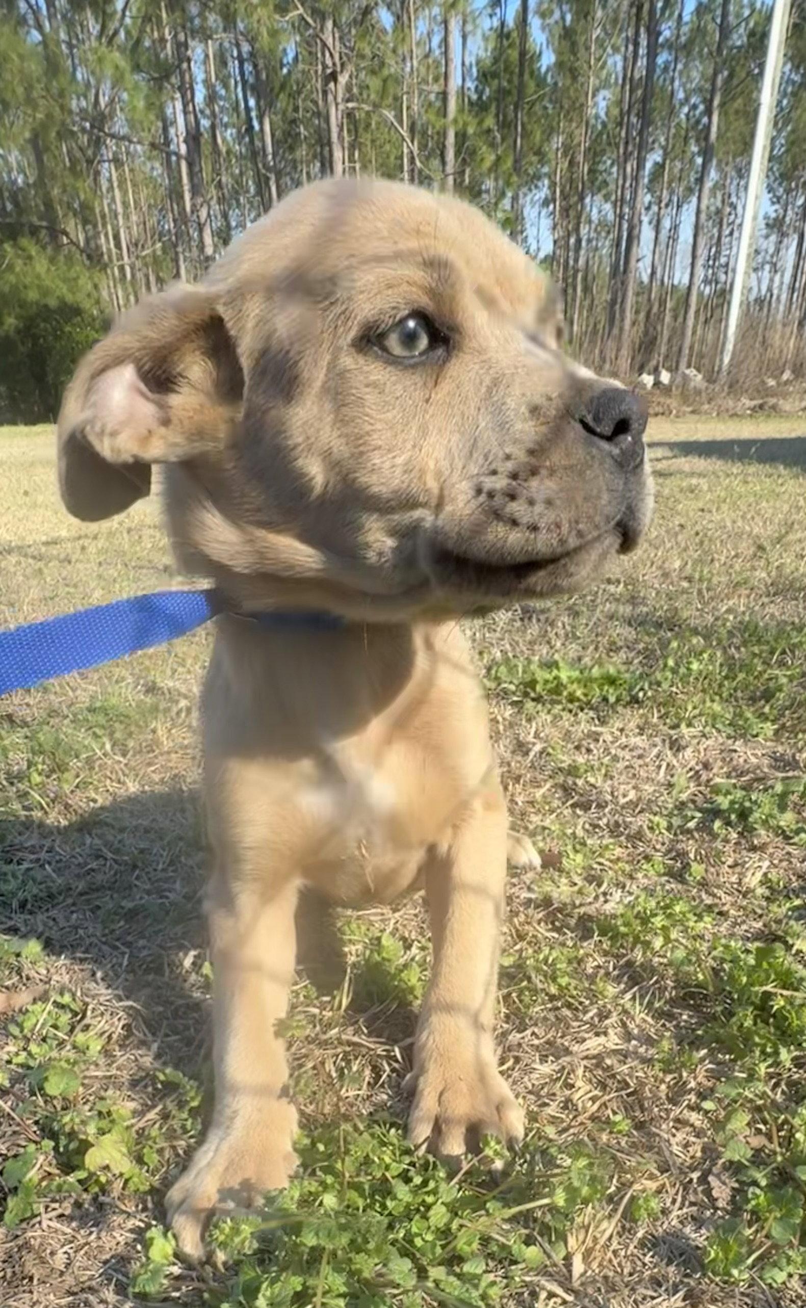 Pascal, a Adopted mixed breed in Tarrytown, GA image 2/3