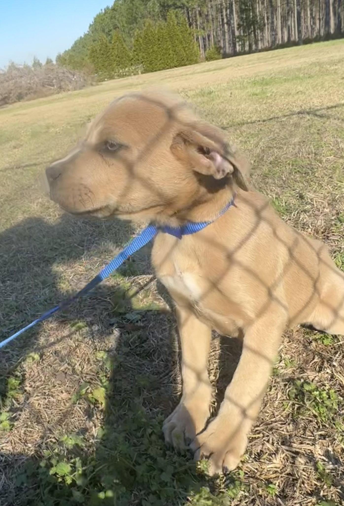 Pascal, a Adopted mixed breed in Tarrytown, GA image 3/3