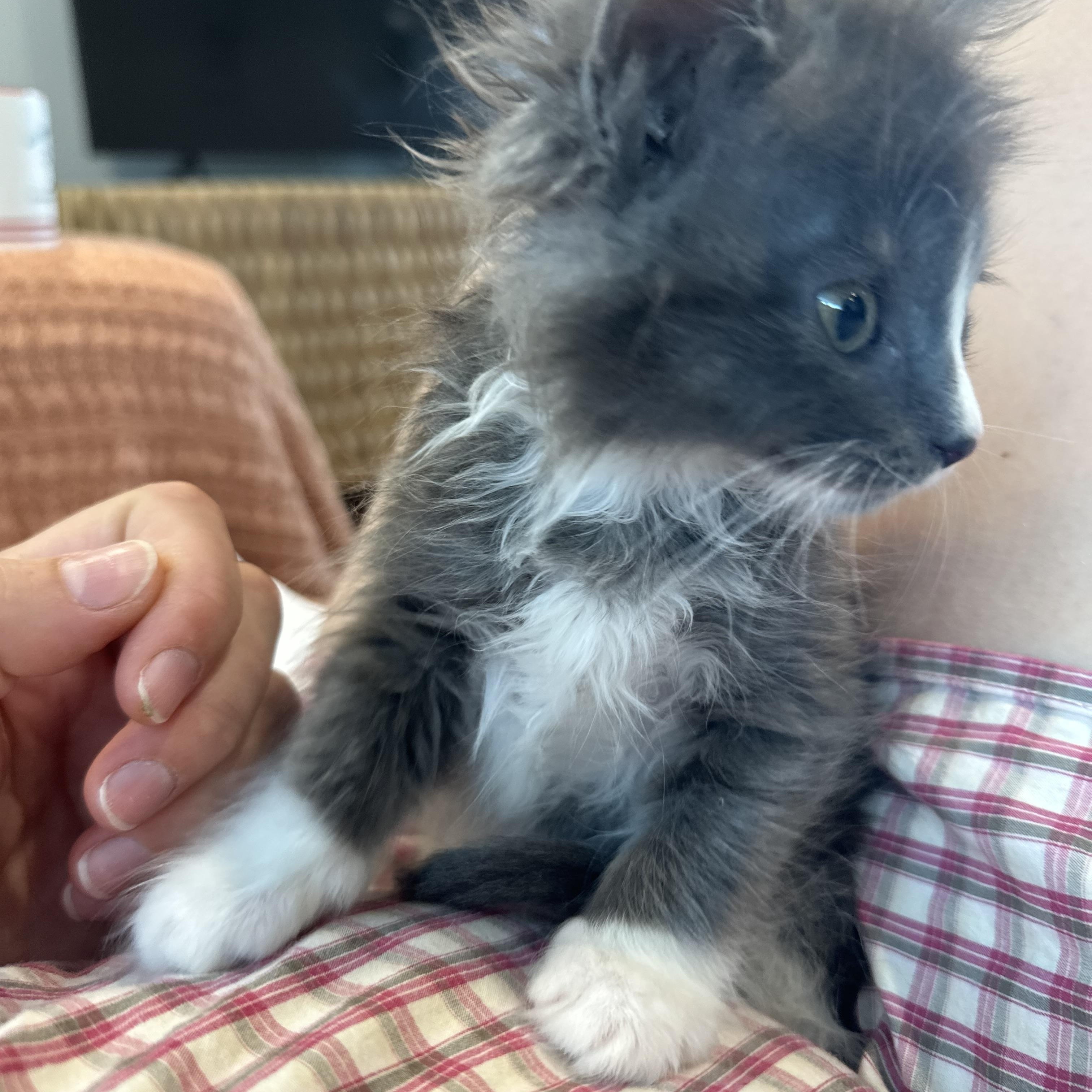 Enlarge Grandpa/Duke - BONDED WITH SNOWBALL - (AB), a Adopted Domestic Long Hair in Burlington, WA image 2/5