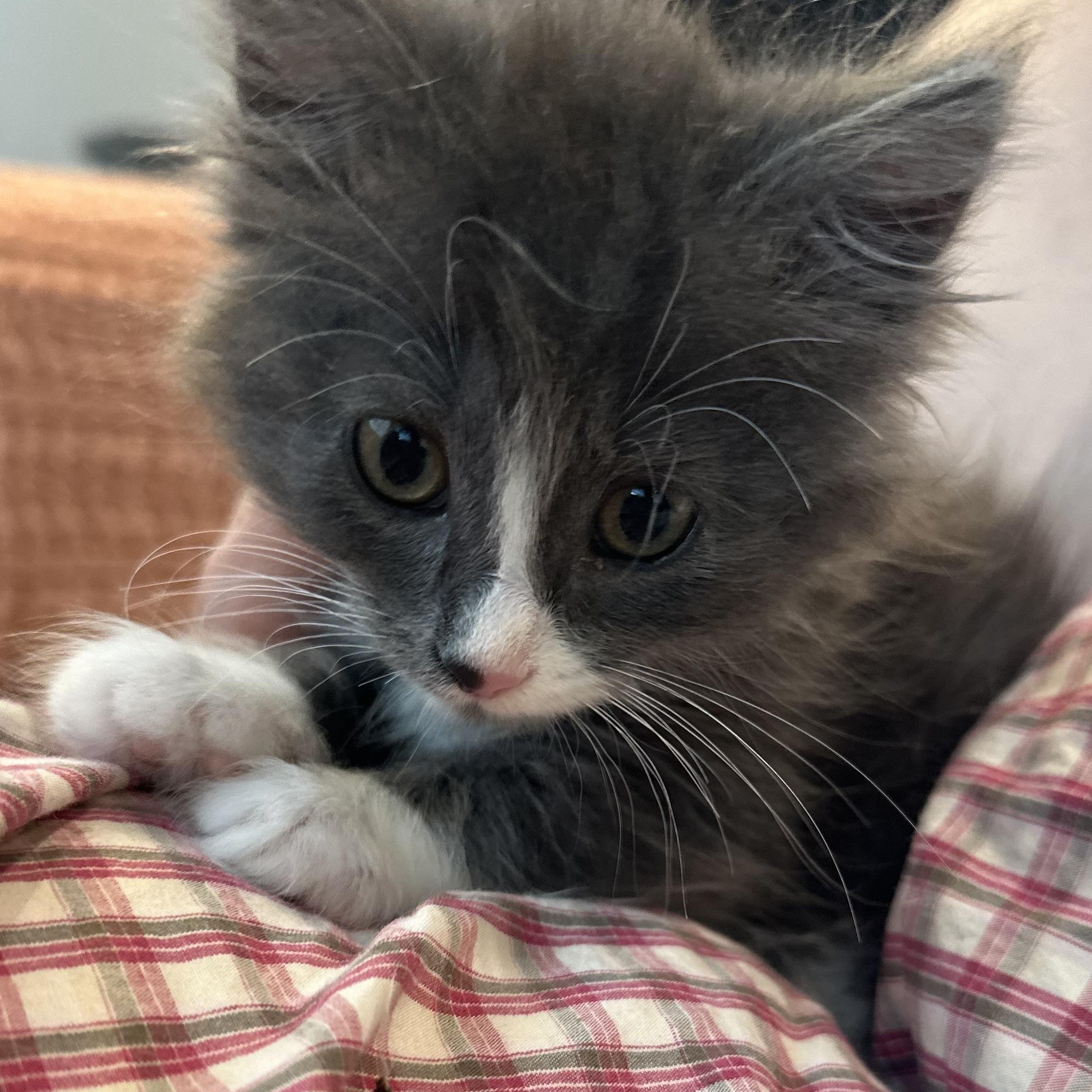 Enlarge Grandpa/Duke - BONDED WITH SNOWBALL - (AB), a Adopted Domestic Long Hair in Burlington, WA image 3/5