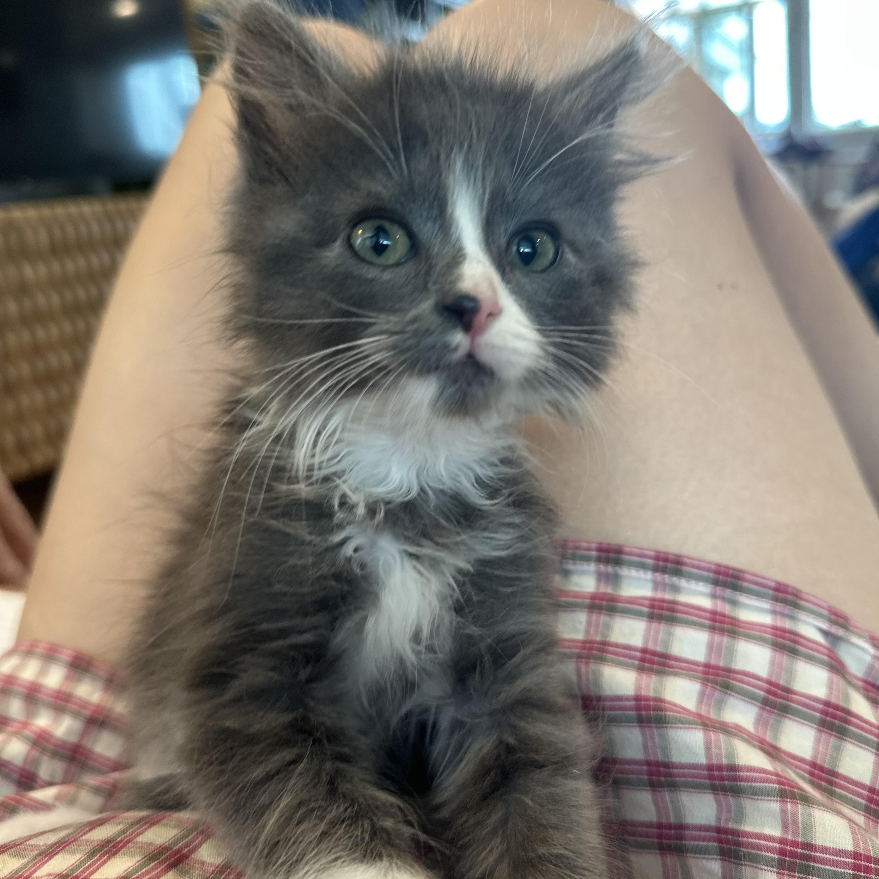 Enlarge Grandpa/Duke - BONDED WITH SNOWBALL - (AB), a Adopted Domestic Long Hair in Burlington, WA image 4/5