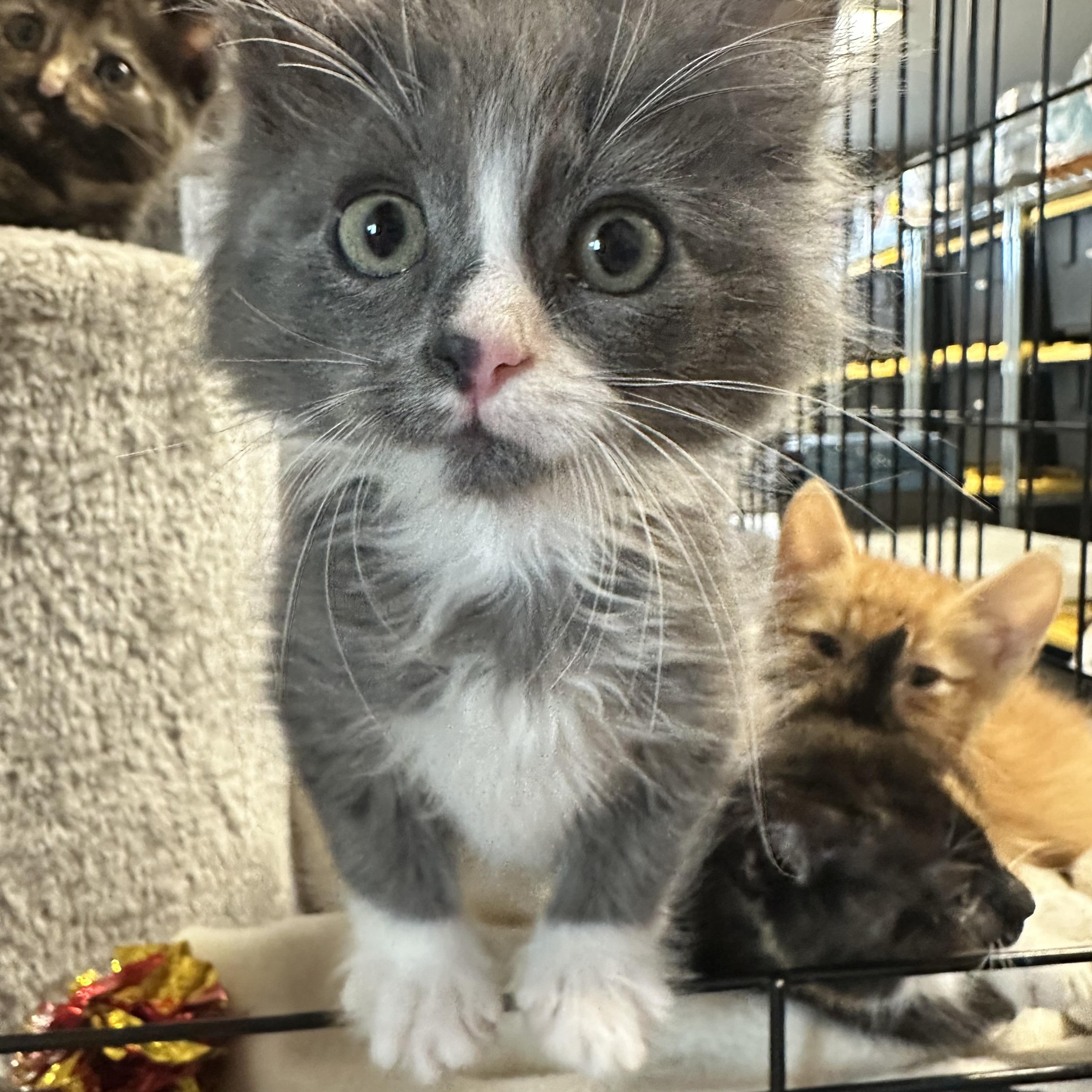 Grandpa/Duke - BONDED WITH SNOWBALL - (AB), Adopted, Kitten Male Domestic Long Hair.