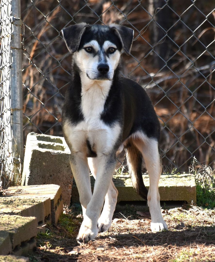 Diddle, a Adoptable mixed breed in Wedowee, AL image 2/6