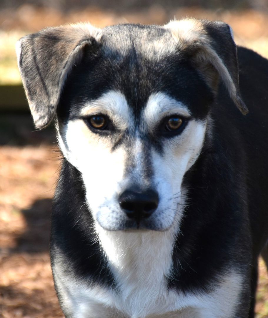 Diddle, a Adoptable mixed breed in Wedowee, AL image 3/6