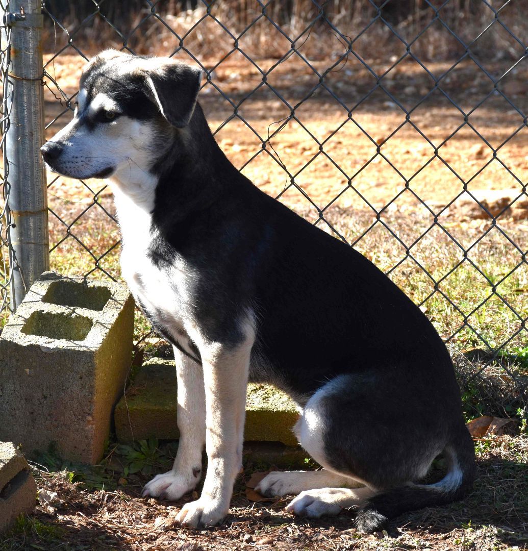Diddle, a Adoptable mixed breed in Wedowee, AL image 4/6