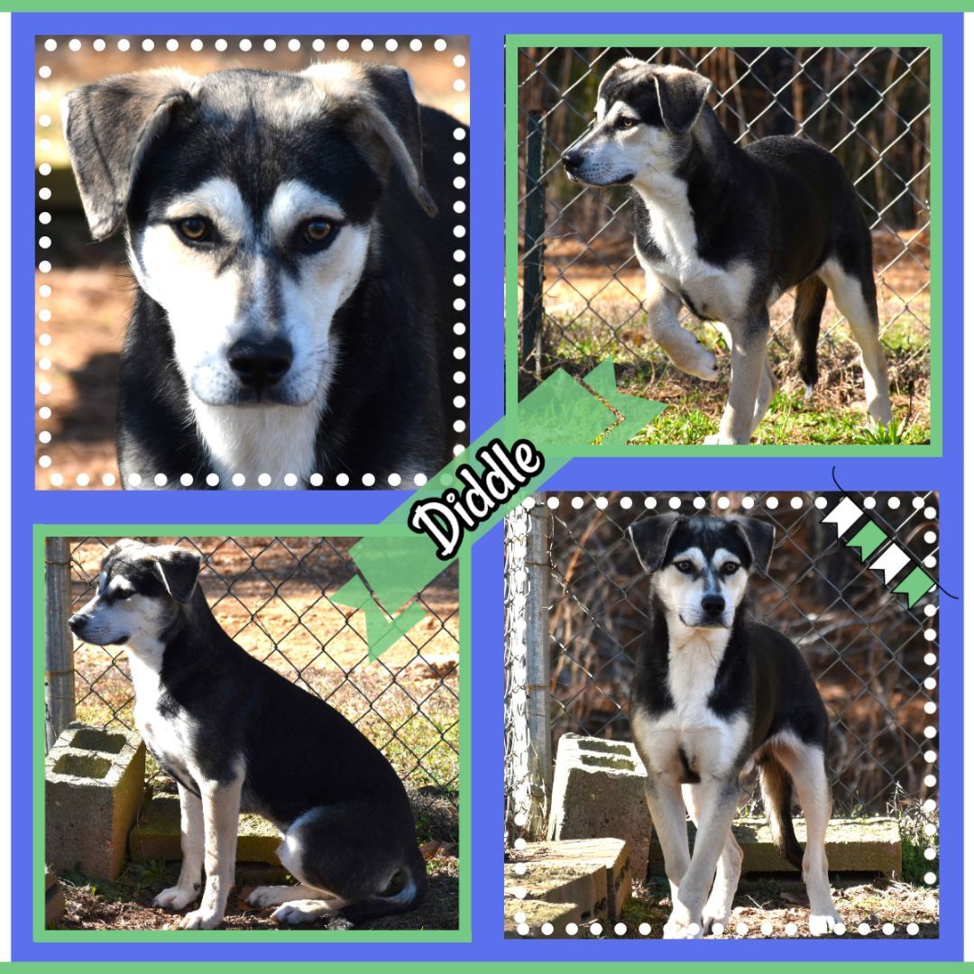 Diddle, a Adoptable mixed breed in Wedowee, AL image 1/6