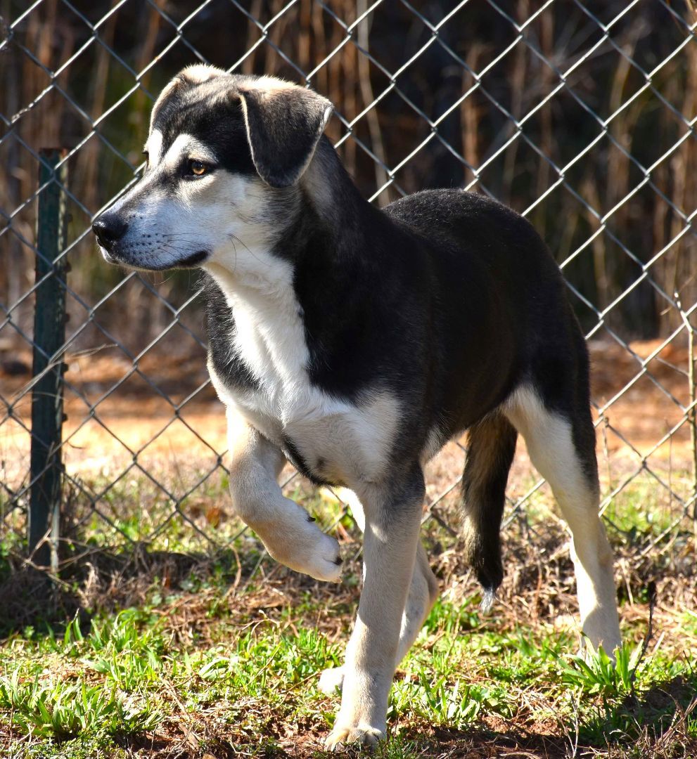 Diddle, a Adoptable mixed breed in Wedowee, AL image 5/6