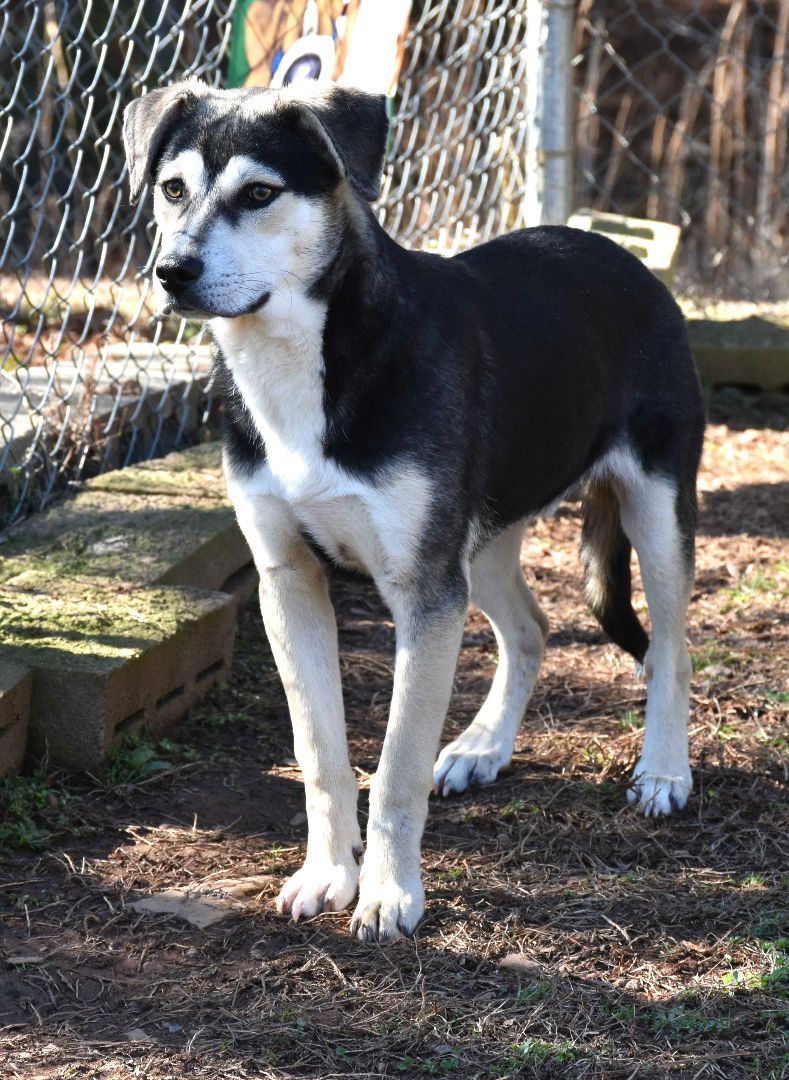 Diddle, a Adoptable mixed breed in Wedowee, AL image 6/6