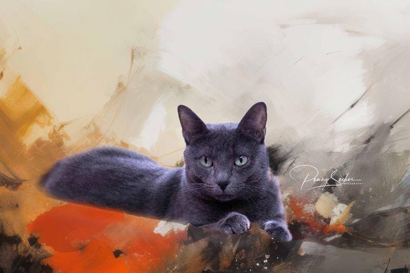 Silvy, Adoptable, Adult Female Russian Blue.