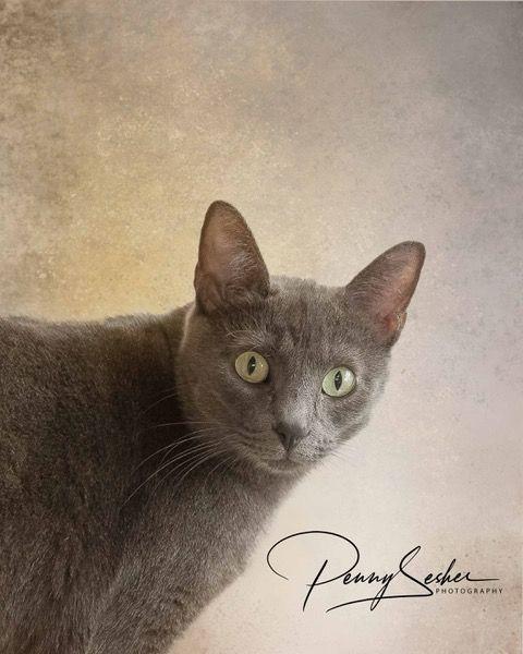 Silvy, a Adoptable mixed breed in Belton, MO image 2/6