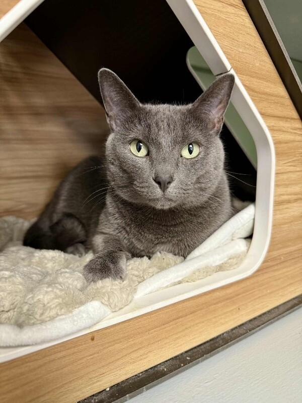 Silvy, a Adoptable mixed breed in Belton, MO image 3/6