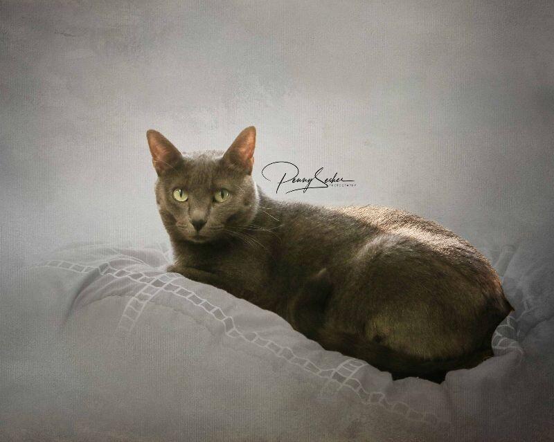 Silvy, a Adoptable mixed breed in Belton, MO image 4/6