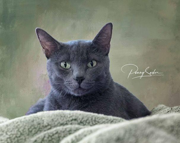 Silvy, a Adoptable mixed breed in Belton, MO image 5/6