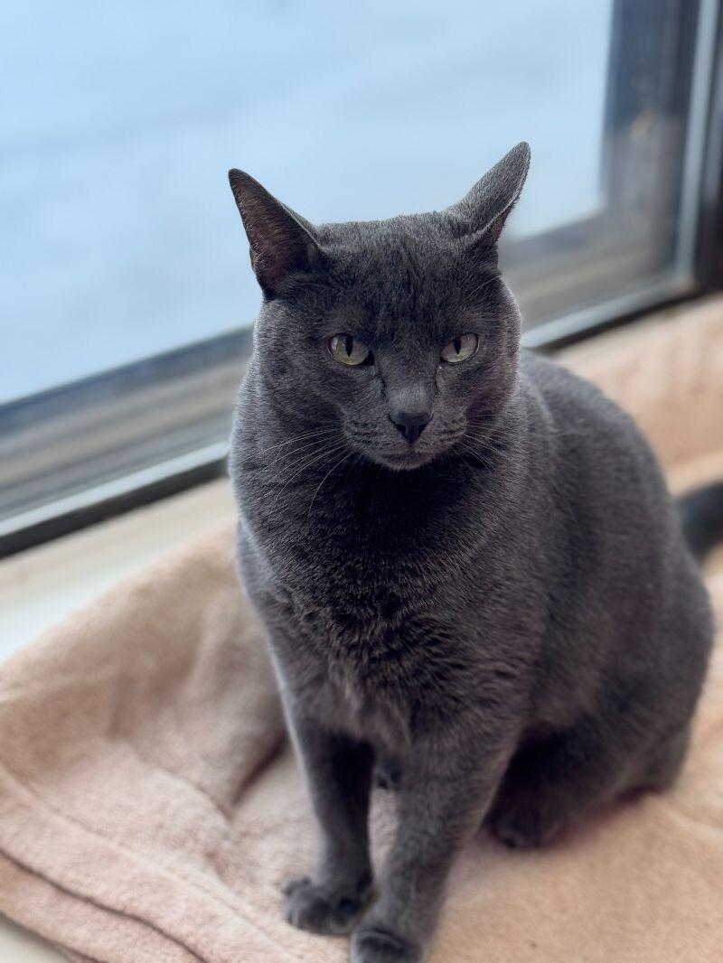 Silvy, a Adoptable mixed breed in Belton, MO image 6/6