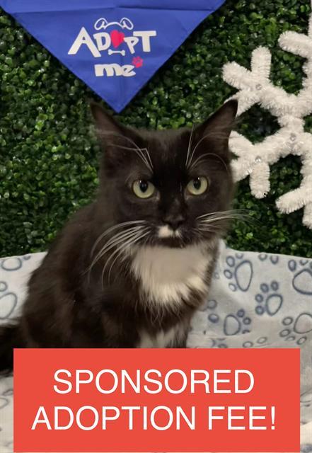 URSA MAJOR, Adoptable, Young Female Domestic Medium Hair.