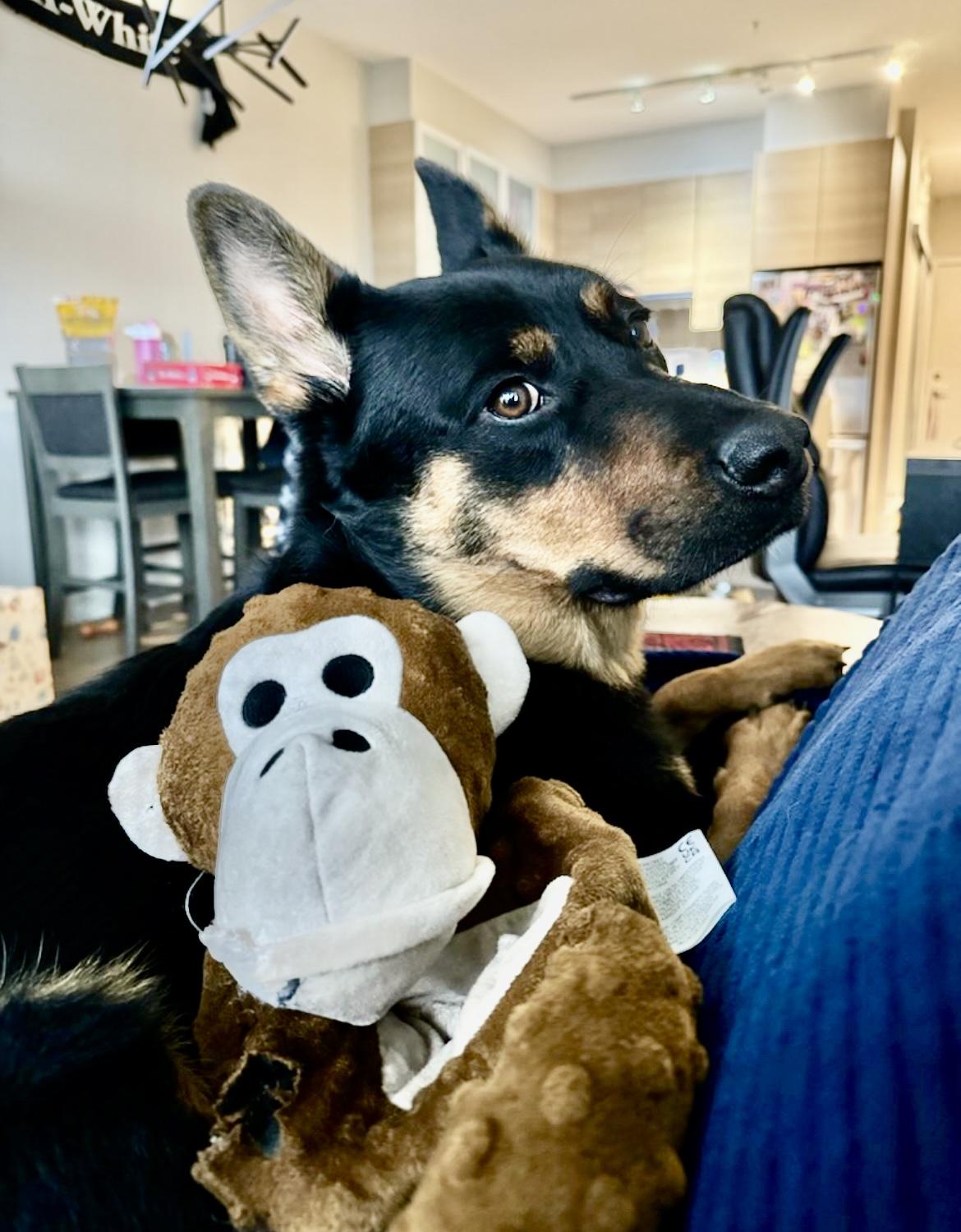 Enlarge Kane - New Bio, a ADOPTABLE mixed breed in Vancouver, BC image 3/6