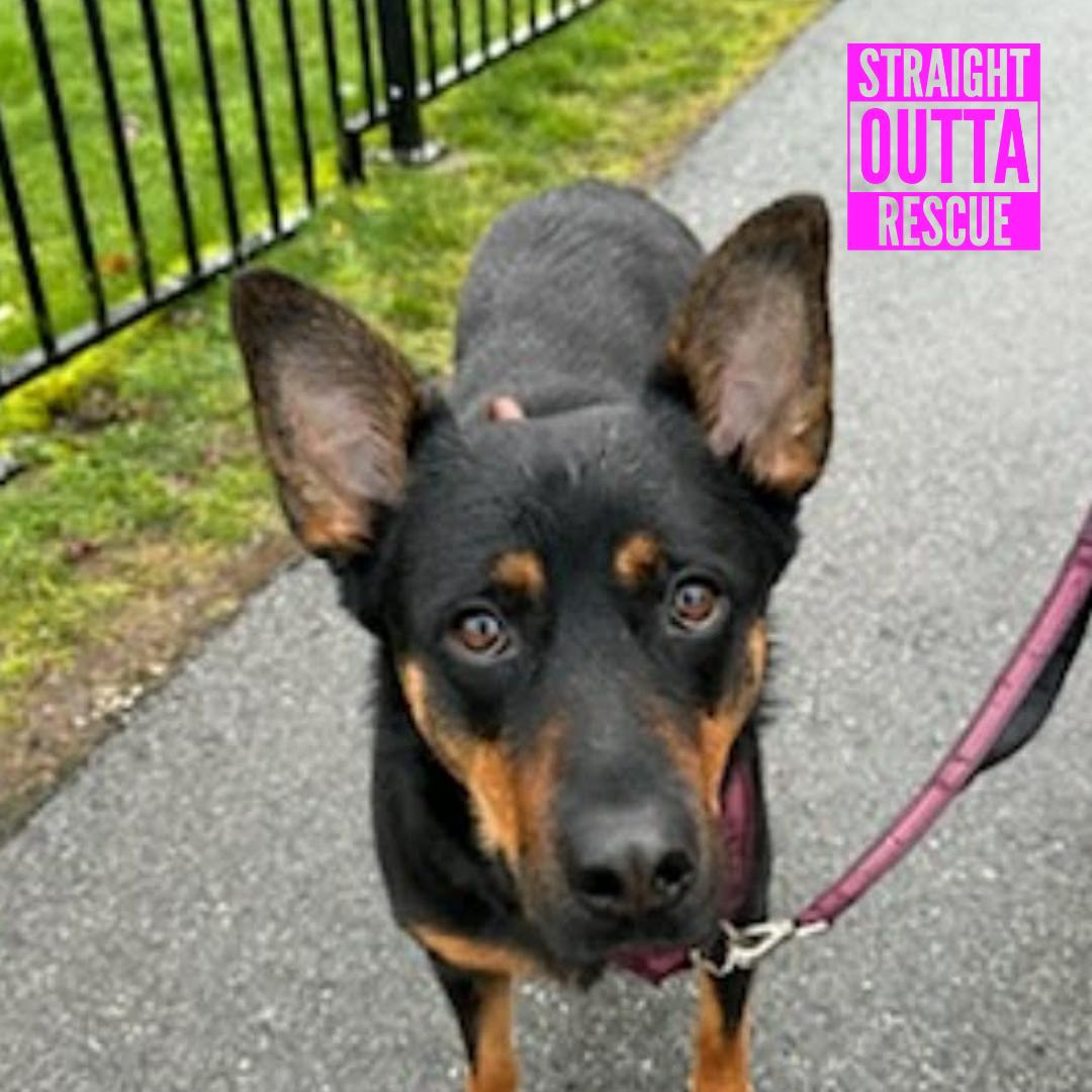 Enlarge Kane - New Bio, a ADOPTABLE mixed breed in Vancouver, BC image 1/6