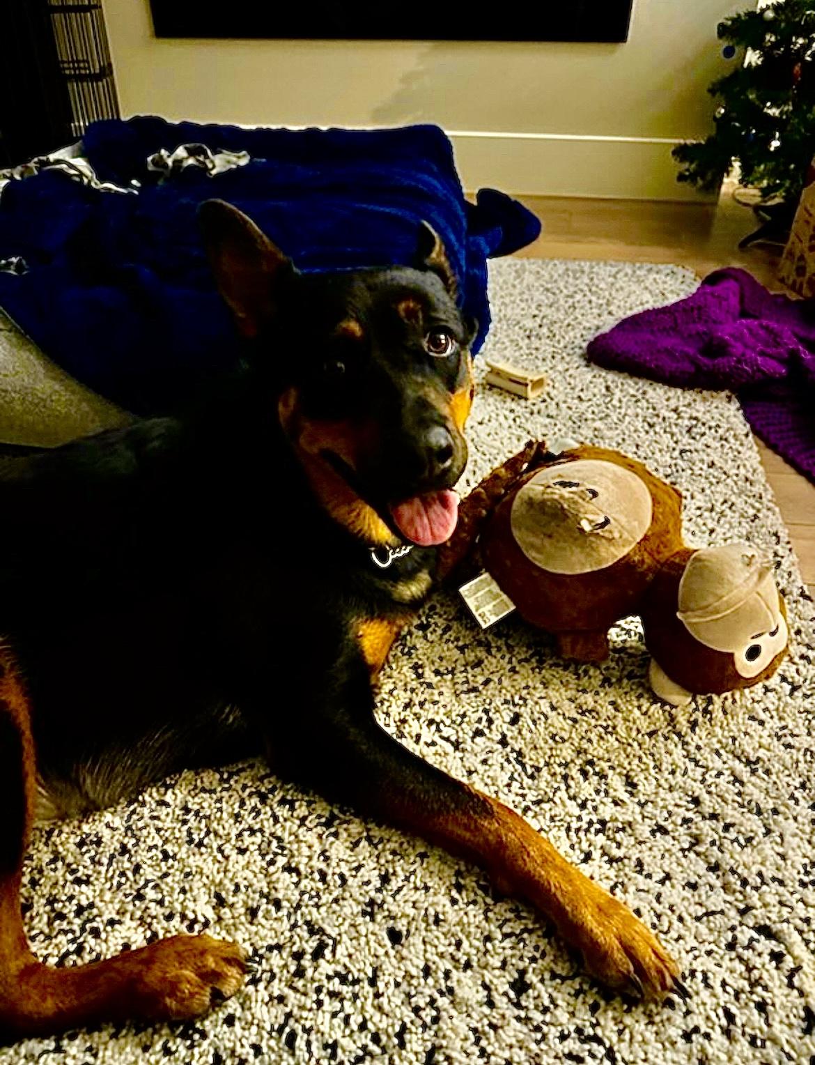 Enlarge Kane - New Bio, a ADOPTABLE mixed breed in Vancouver, BC image 4/6