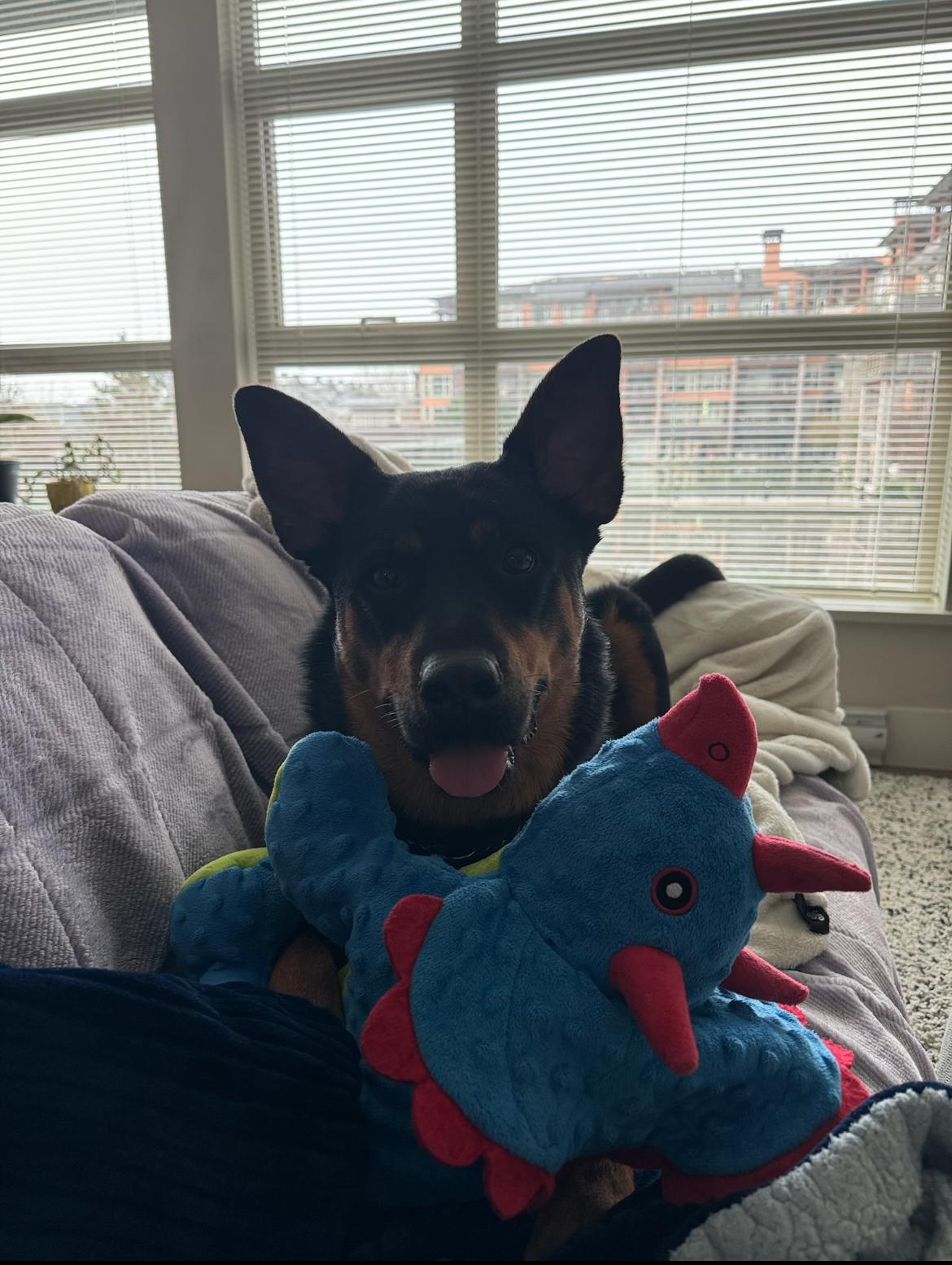 Enlarge Kane - New Bio, a ADOPTABLE mixed breed in Vancouver, BC image 5/6